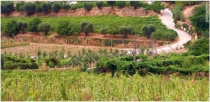 viticultura-de-tavora-varoso_2