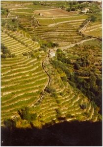 viticultura-em-socalcos