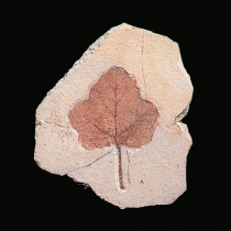Folha de Vitis ampelophyllum