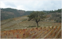 viticultura-de-tavora-varoso_1