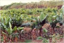 viticultura-em-ambiente-exotico